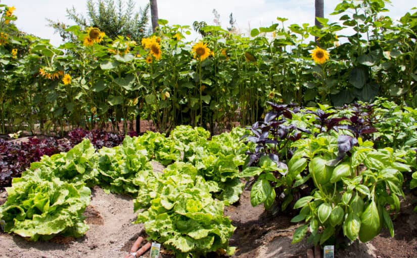An Introduction to Organic Gardening