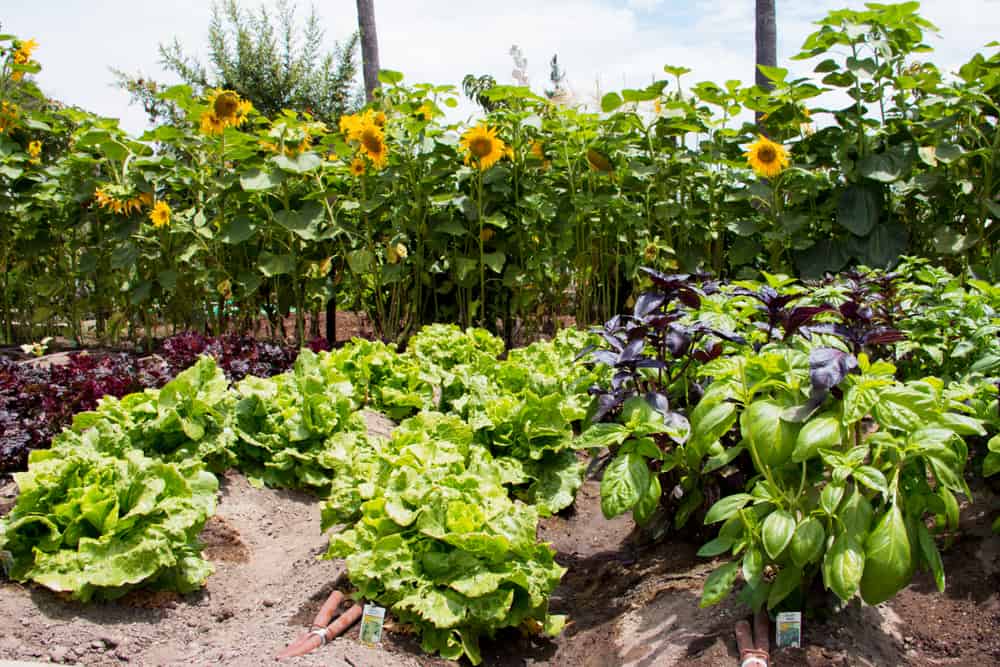 Basil, lettuce, and sunflowers growing in an organic garden.