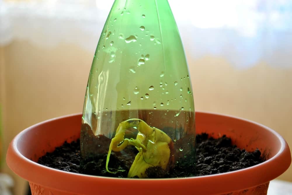 A transparent plastic dome on a pot with soil to create a microclimate.