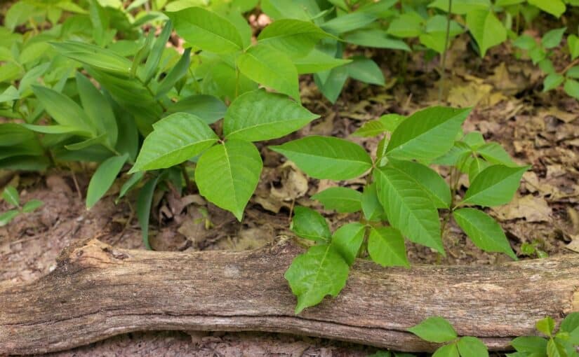 Close-up of a patch of green Poison Ivy Plants