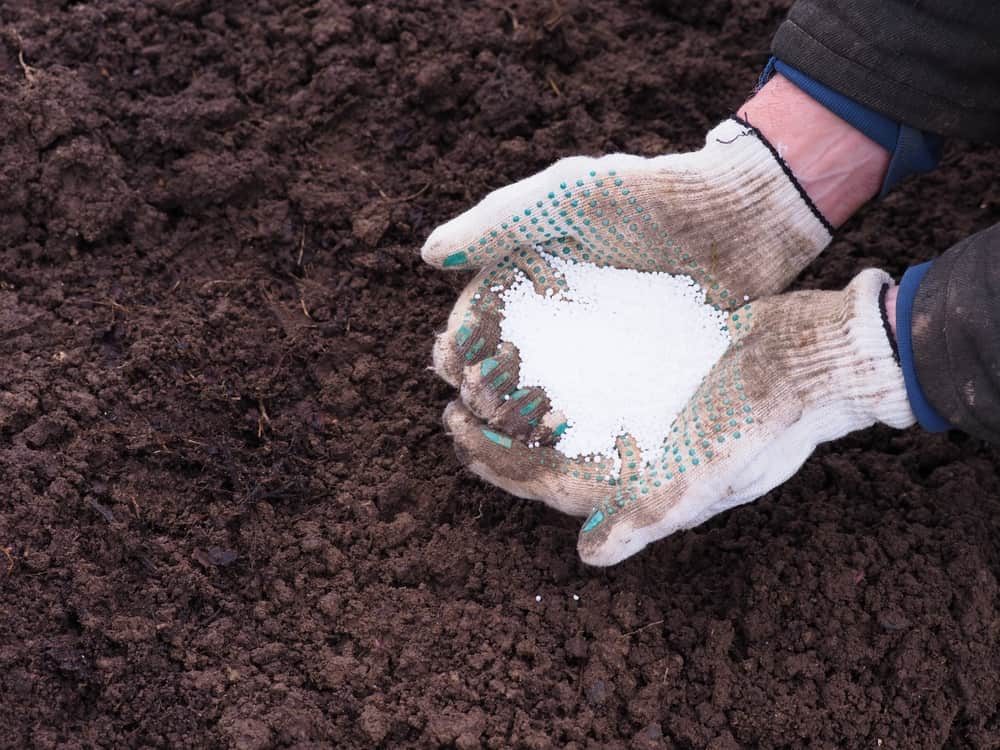 Hands adding potassium nitrogen fertilizers to soil.