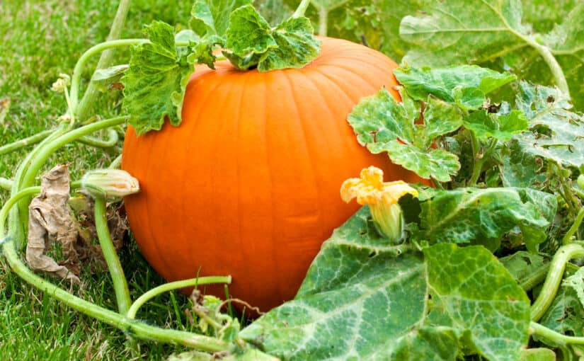 Pumpkin with green leaves in a garden