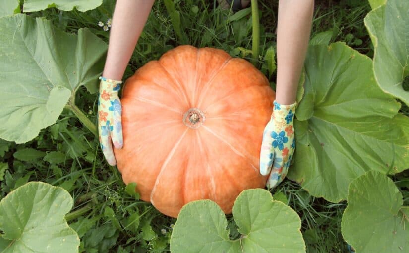 Pumpkin in garden held by female hands with gloves