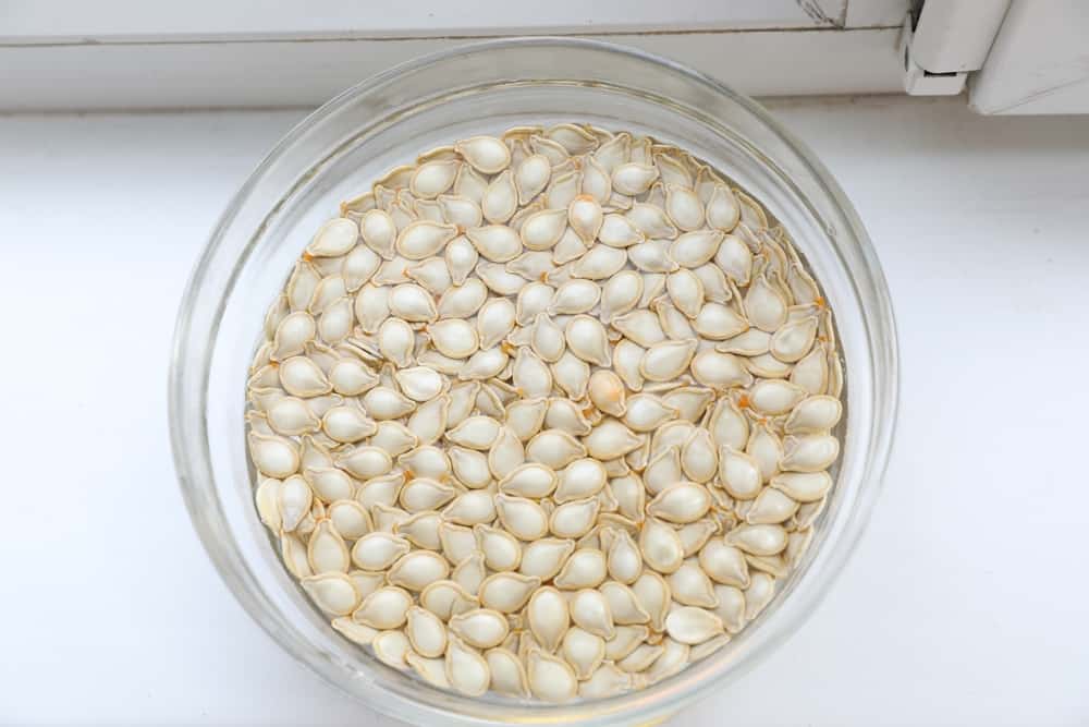 Close-up of a bowl of pumpkin seeds soaked in water prepared for planting.