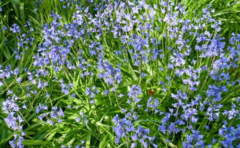 Purple bluebell flowers growing in a spring garden
