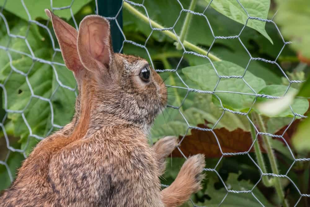 How to keep rabbits from eating plants in your garden