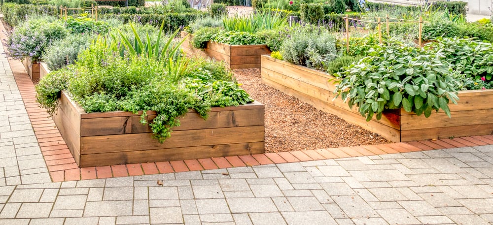 Herbs, spices, and vegetables growing in raised beds in an urban garden.