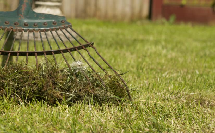 Using garden rake to remove moss in lawn