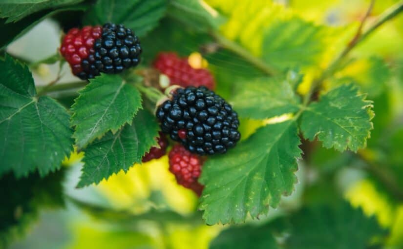 Ripe blackberry fruits on a branch