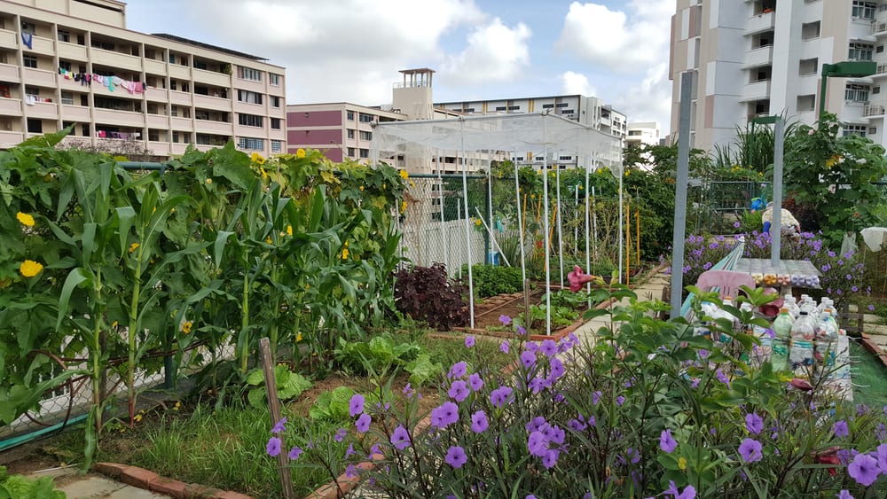 Organic roof garden with various vegetables and plants.