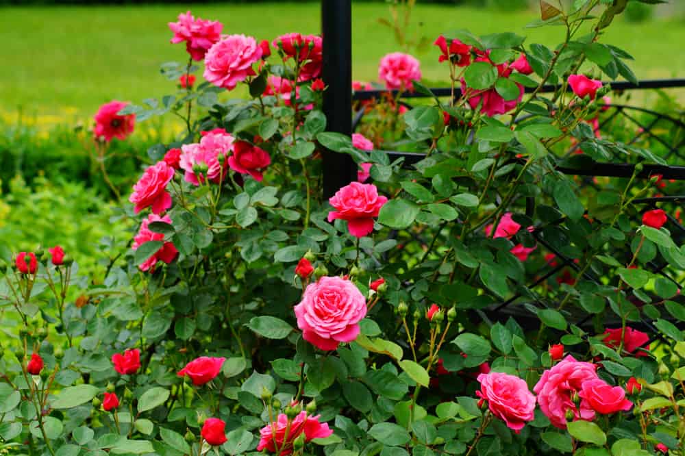 Beautiful bush of red roses in a garden on a summer day.