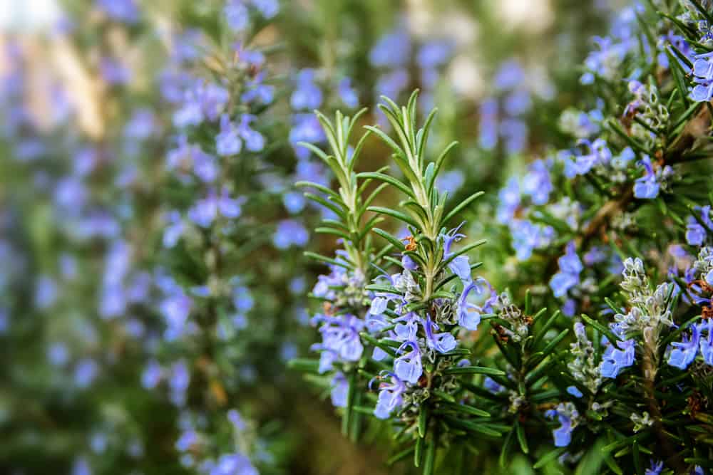Rosemary plant blooming.
