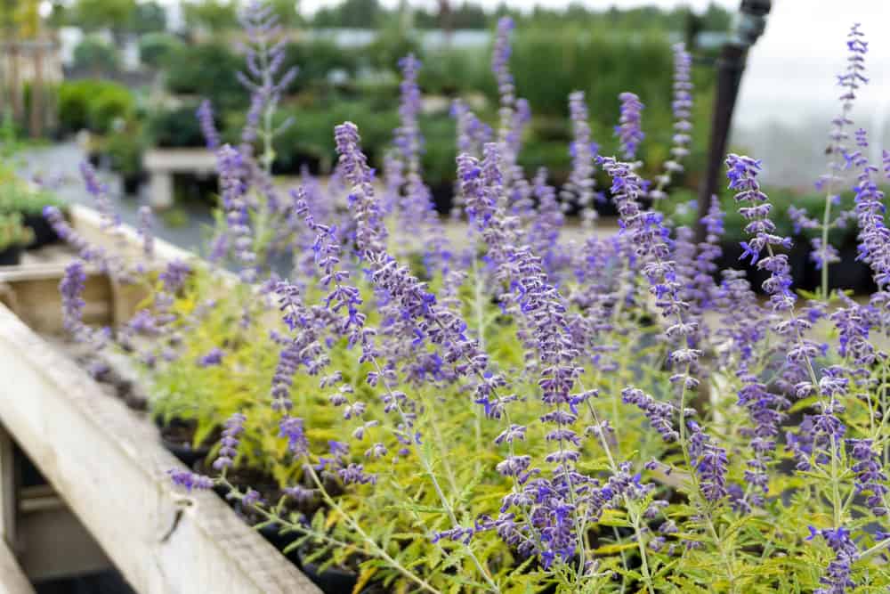 Russian sage in a raised bed in a garden.