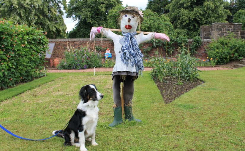 Scarecrow in a garden with a dog sitting next to it