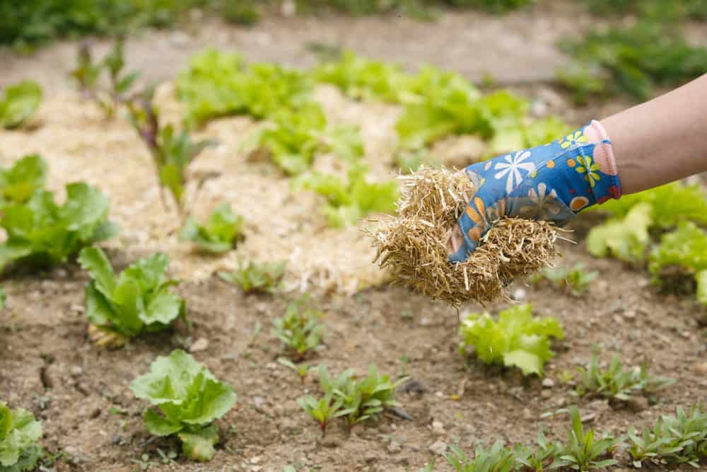 Hand spreading a straw mulch around planted seedlings in a biodynamic garden.