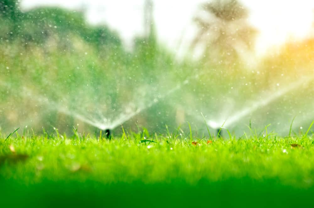 Automatic sprinkler system watering a green lawn in a garden.