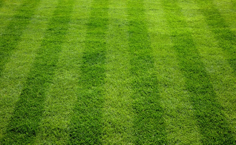 Everything You Need to Know About Tapestry Lawns