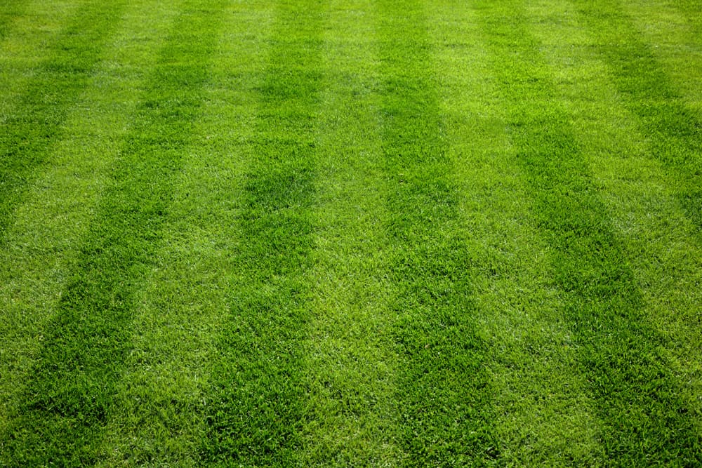Everything You Need to Know About Tapestry Lawns