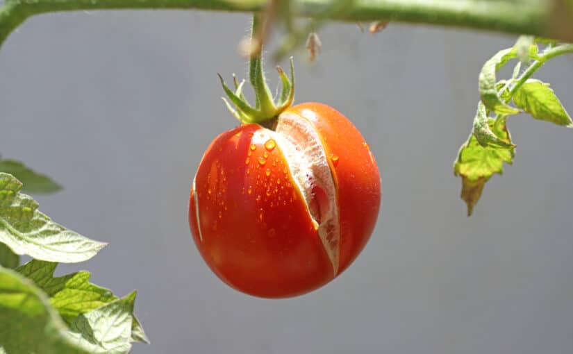 Red ripe tomato on a twig with a split