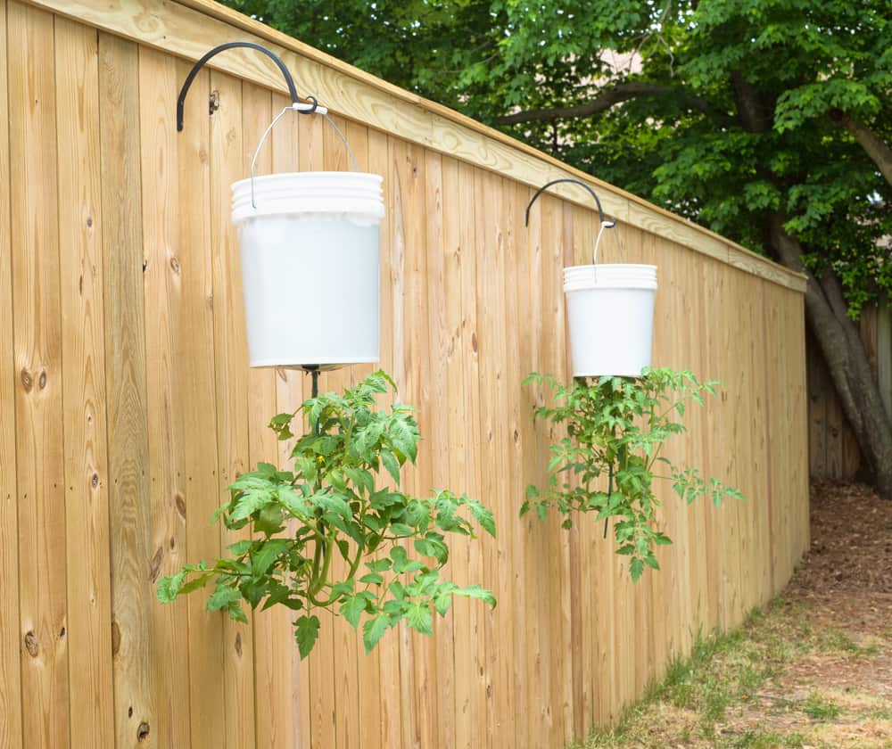 Tomato plants in bucket pots hanging upside down on a fence in a back yard.