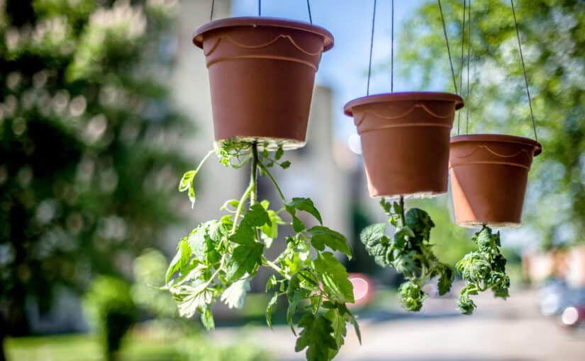 Tomatoes growing upside down in pots