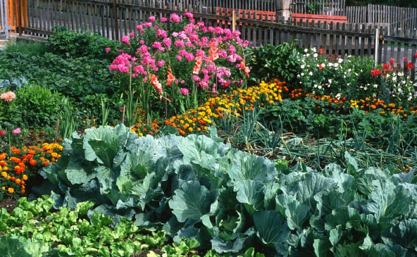 Vegetables next to flowers