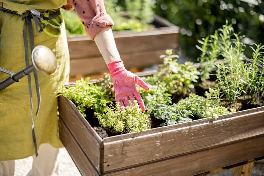 Woman watering herbs in raised bed in a garden.