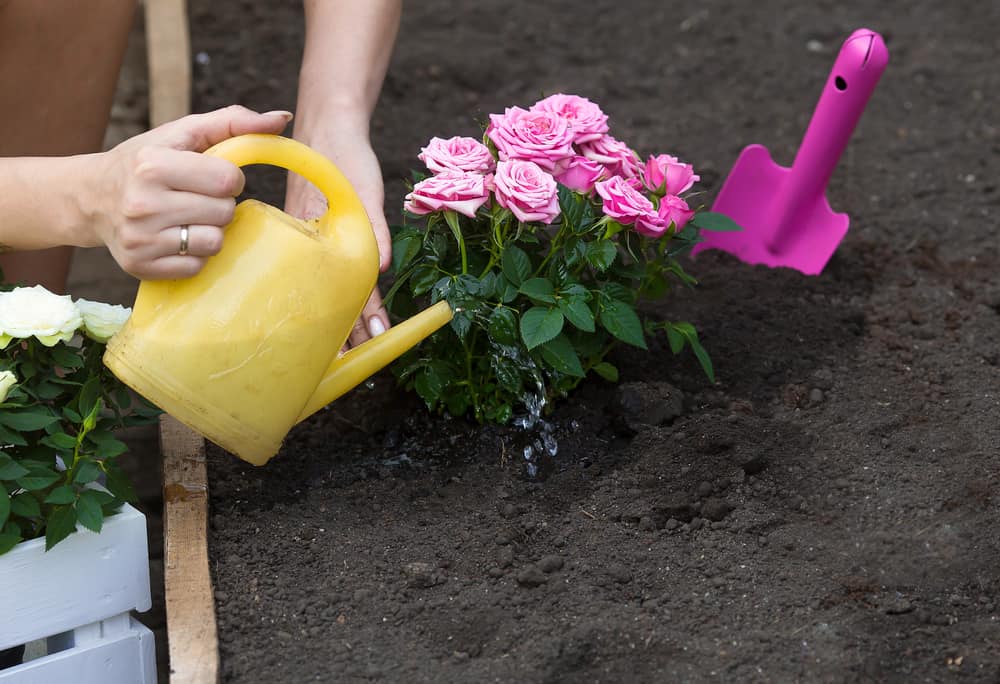 Woman watering pink roses in the soil.