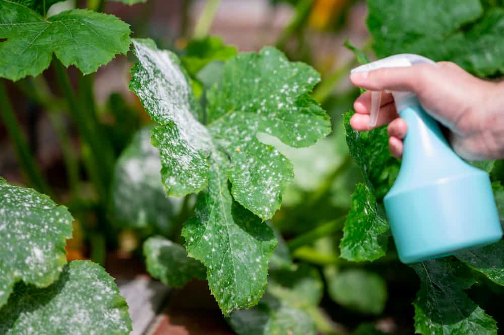 Hand spraying water from a bottle on a zucchini leaf affected by powdery mildew.