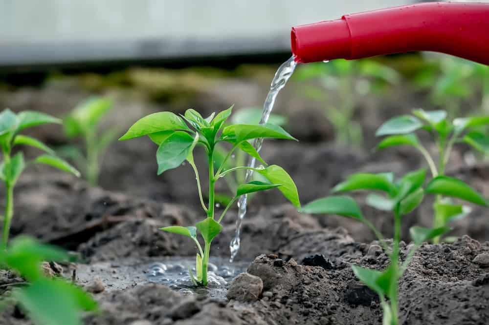 Young peppers in a greenhouse being watered from a watering can.