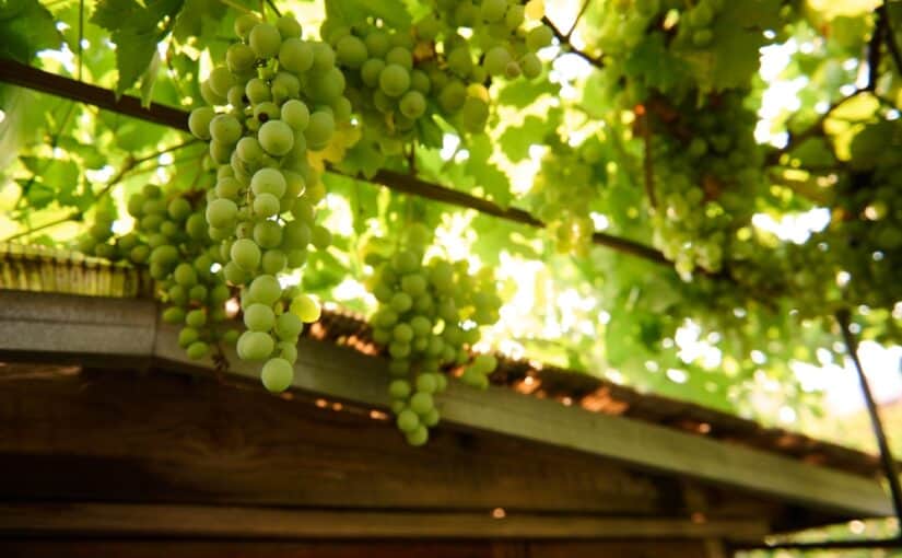 White grapes hanging on the vines nearby a roof of a wooden house