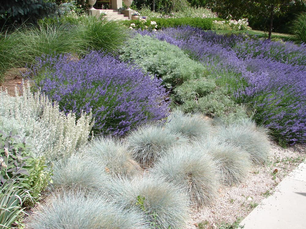 xeriscaped landscape in Salt Lake City, Utah containing lavender and blue fescue.