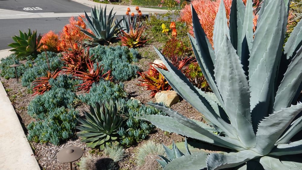 Yard in Southern California designed for Xeriscaping. Drought tolerant landscaping.