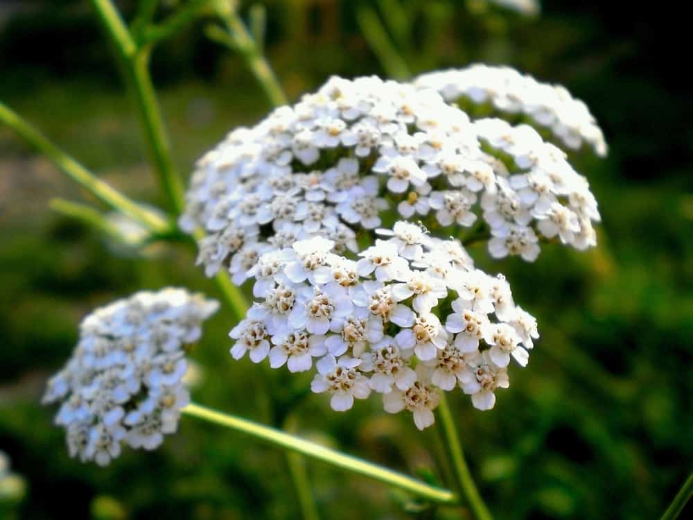 Close-up of the white flowers of common yarrow in a garden.