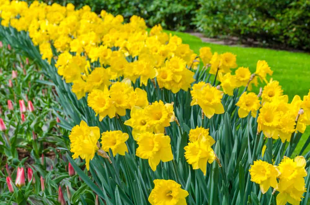 Flower bed with yellow daffodil flowers blooming in a spring garden.