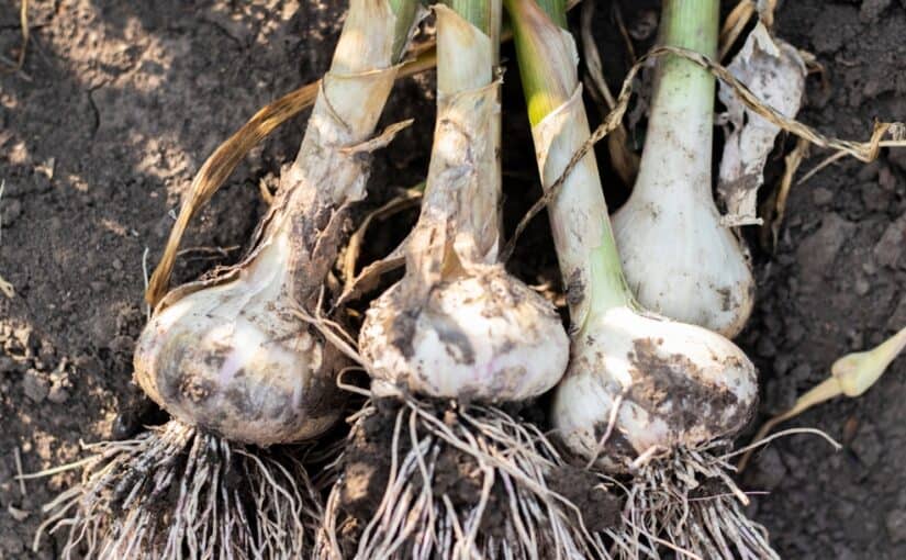 Young organic garlic (Lyubasha garlic) with roots