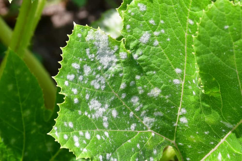 A zucchini leaf with white spots. Clearly affected by the fungal plant disease powdery mildew.