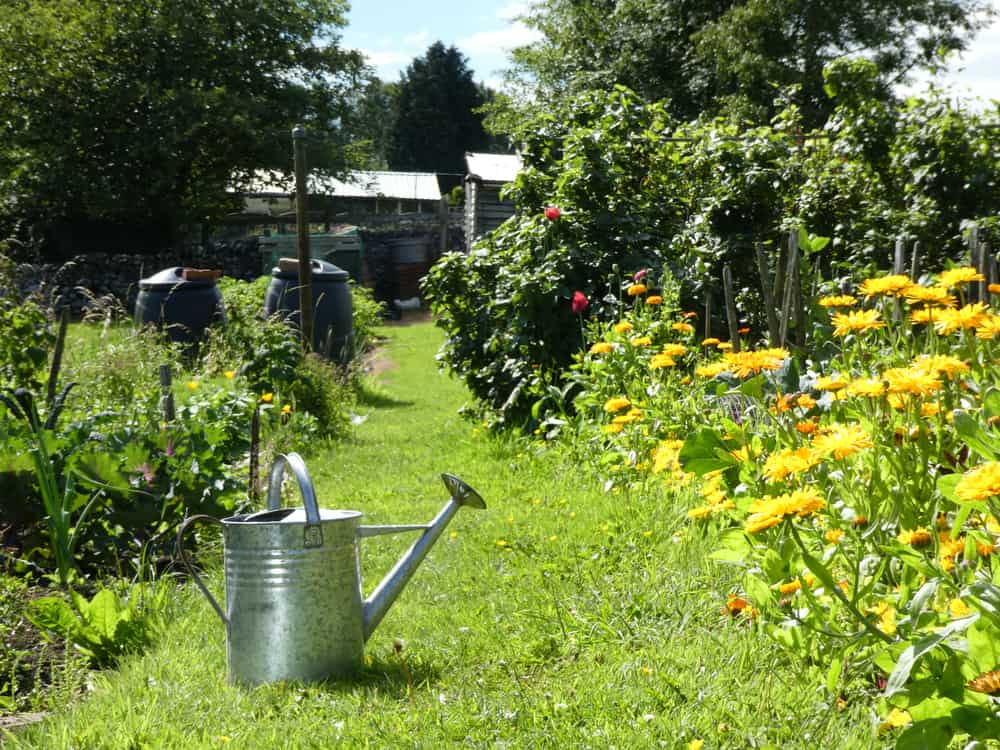 Watering can on path in allotment garden in the summer sunshine.