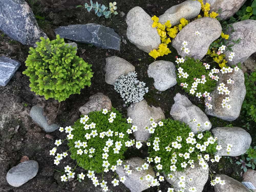 Small alpine garden hill with dwarf creeping plants and stones.