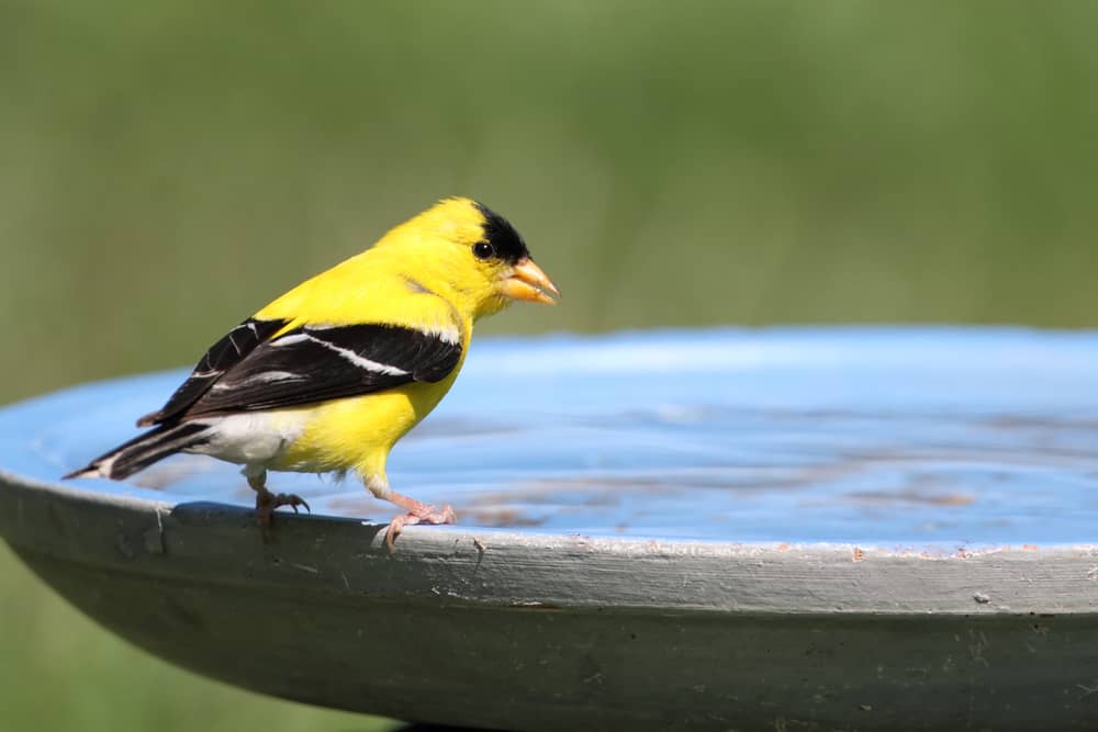 American Goldfinch (Carduelis tristis) perched on a birdbath with a green background.