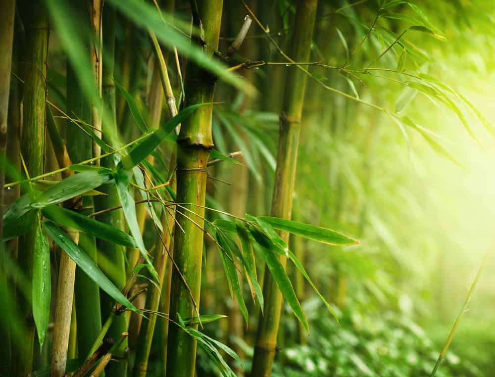 Close-up of green bamboo.