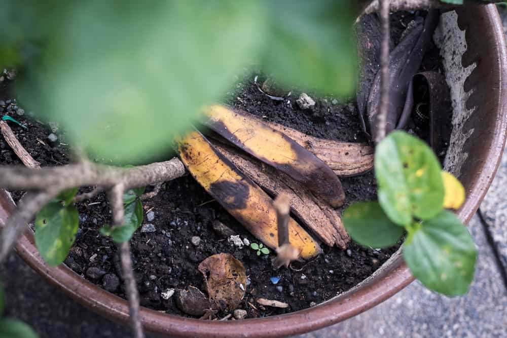 A decaying banana peel in a potted plant.