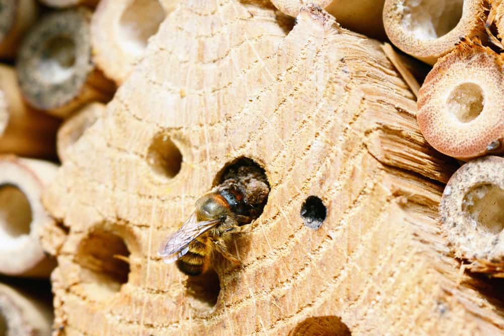 Bee entering a drilled hole in a log.