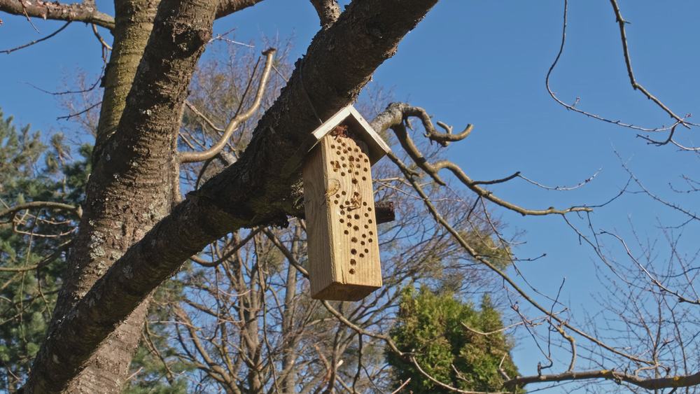 A DYI bee house / insect hotel hanging on a tree branch in a garden.