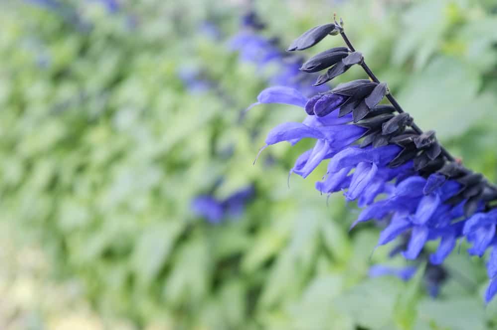 'Black and Blue' sage in bloom. Also known as Salvia guaranitica.