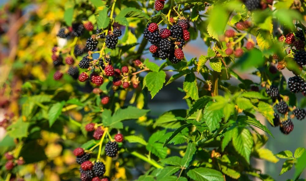 Blackberries growing in a garden.
