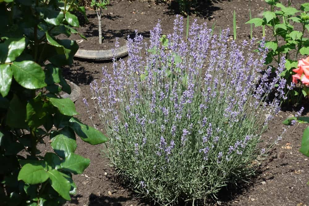 Blooming bush of English lavender growing in the ground in a garden.