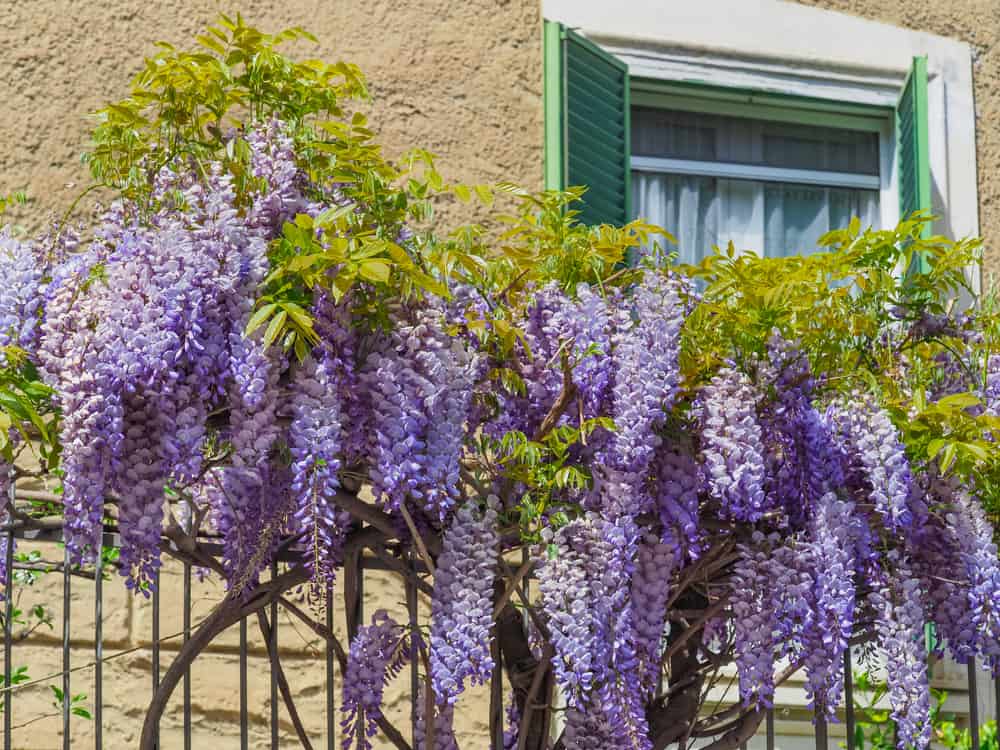 A blooming violet wisteria sinensis plant growing on a fence. Wall and window in background.