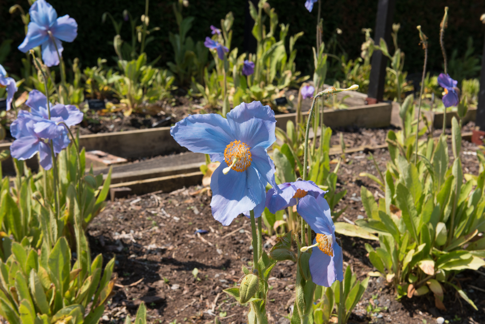 Blue Himalayan Poppy growing in raised beds in a garden.
