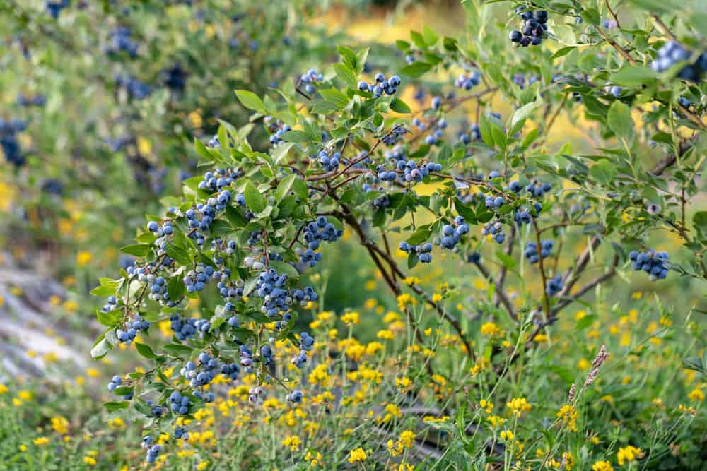 Blueberry bush in a garden.